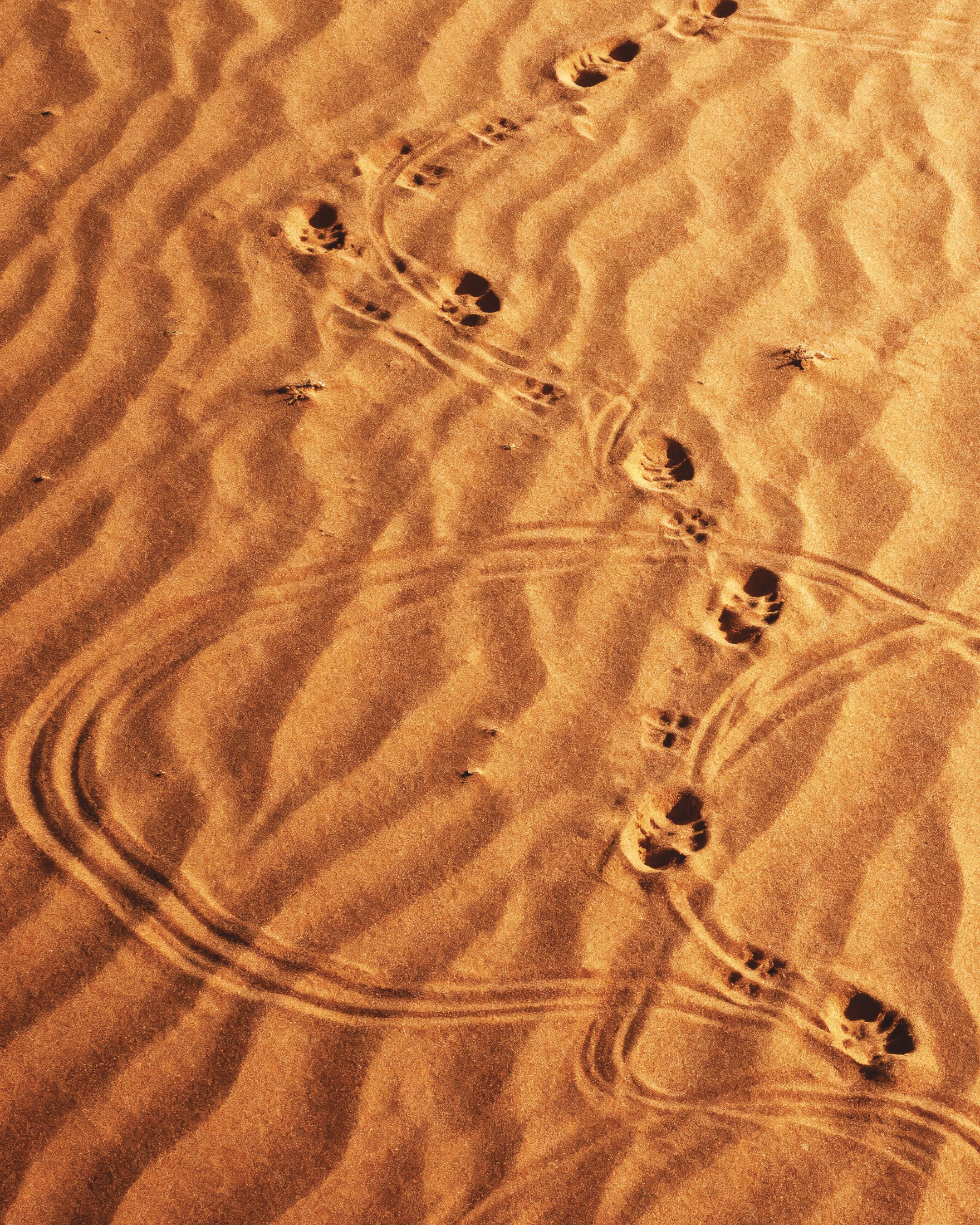 デューン サンドウォーク、砂漠の足跡ポスタ ポスター