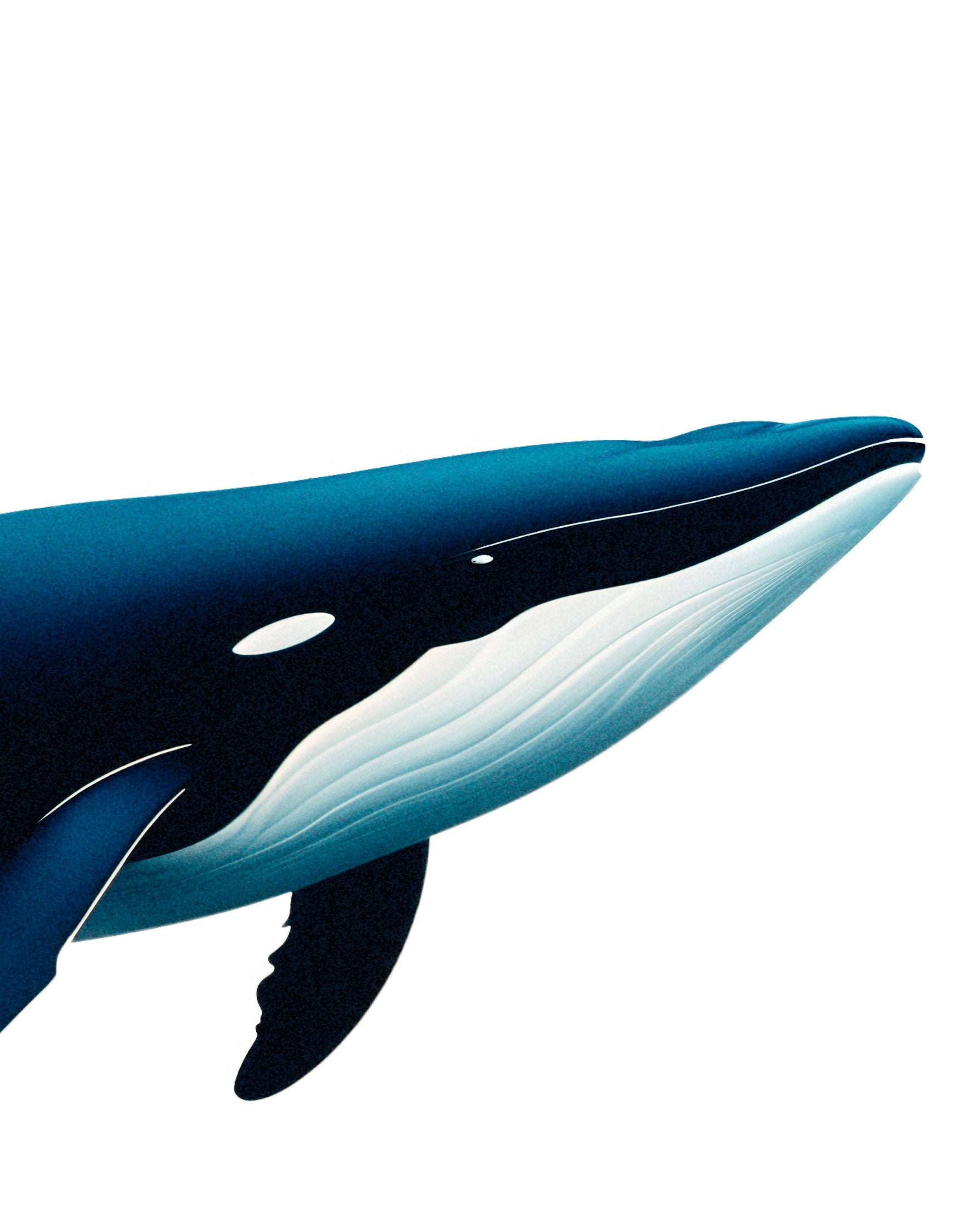クジラ - ポスター